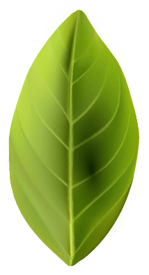 Leaf image